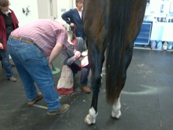 Dr. Marsh kneeling down and working on the hoof-Bruno was an all-star!