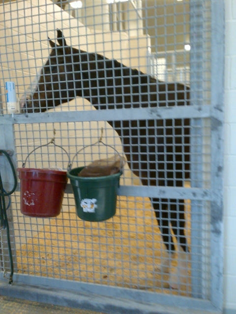 Bruno in his surgical stall.