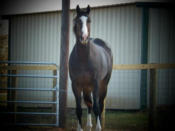 The majestic Fiddlers Pilgrim, aka Bruno.