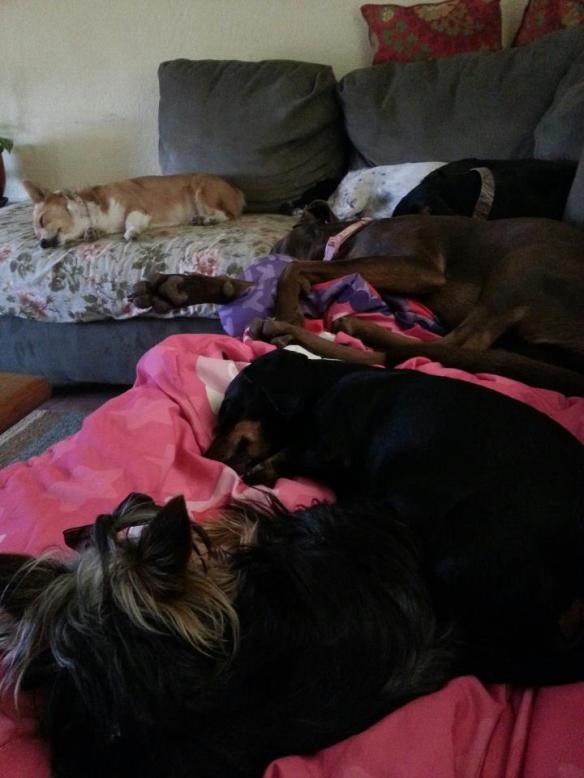 All six dogs totally sacked out after their sleepless nights of cats gone crazy.