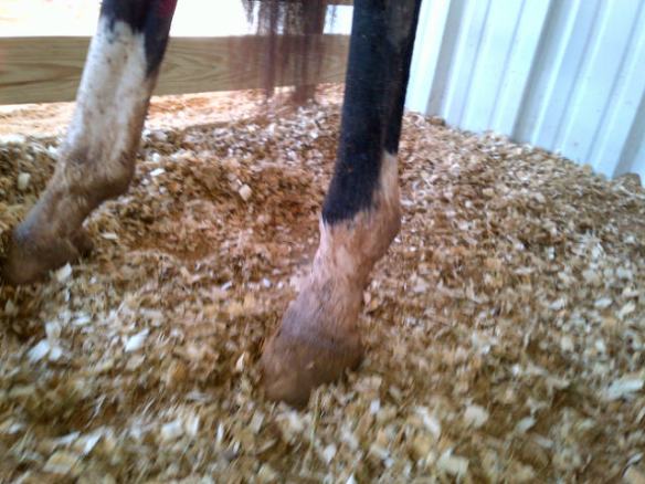 Bruno's filthy back legs!