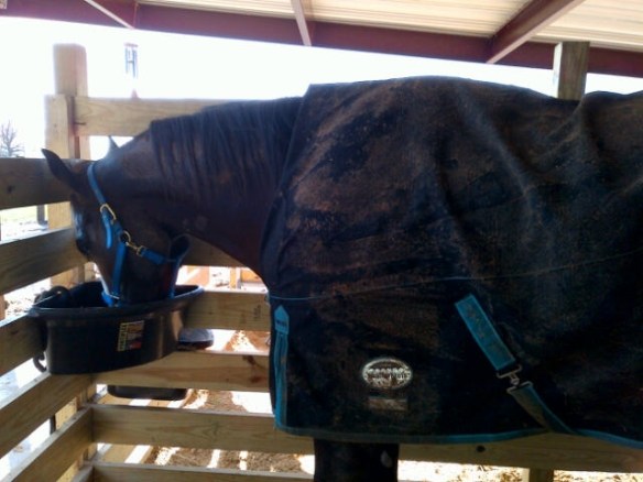 Safely back in his stall-but covered in mud!