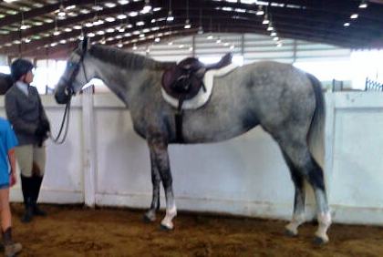 Her first show, she handled it all like a pro.  She has grown into her head and developed a lovely shoulder.  