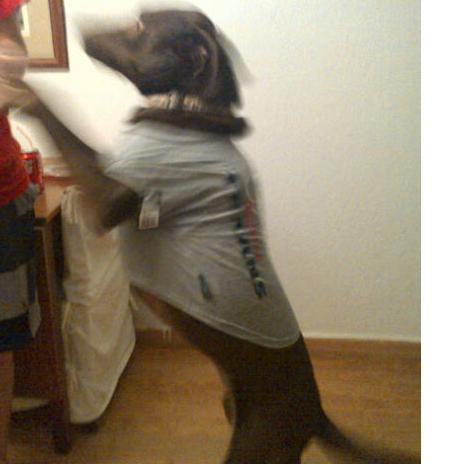BrownDog in her Texan shirt. Note-both of these are action shots because the dogs were so excited to have their new shirts!