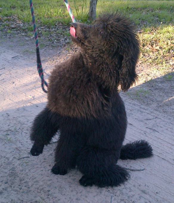 Kona-before his hair cut. Don't worry there will be lots of pictures.