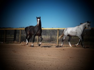And another old Bruno picture from Decemer 2012.  I can't wait to get him back whole.