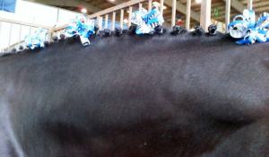 The tiny braids on his broad neck with his special Leadline ribbons.