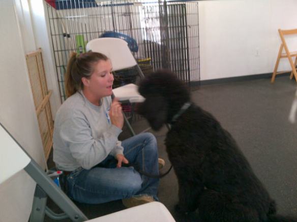 Lauren working with Kona (Watch me!) during obedience class.