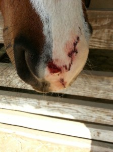 Just a sample of Mickey's numerous injuries.