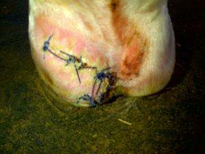 The re-stitched new hurt hoof-but looking good!