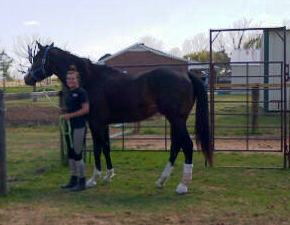 Bruno looking out over the fence with his bandaged up feet.