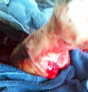 As Bruno's hoof was being stitched on Monday.