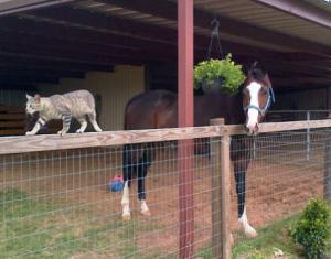 Bruno hanging out while the pasture is mowed with Griffin Kitty.