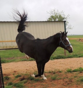 Bruno out in the second pasture, bucking with all his weight on his newly healed hoof! "Look mom, one leg!"