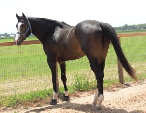 Bruno, six years-old today-the picture of health