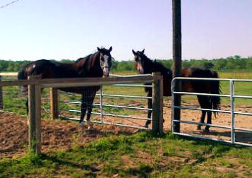 Bruno and Mick meeting over the fence.