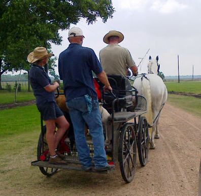 Not your everyday site!  Cart horses from the Morris Ranch and Carriage House schooling today on the back roads of Wharton.