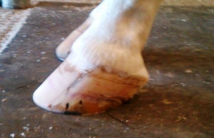 The hoof today-completely grown back-the holes are nail holes from his old shoes. The line will probably remain as a reminder of the year's the crack was in this hoof.