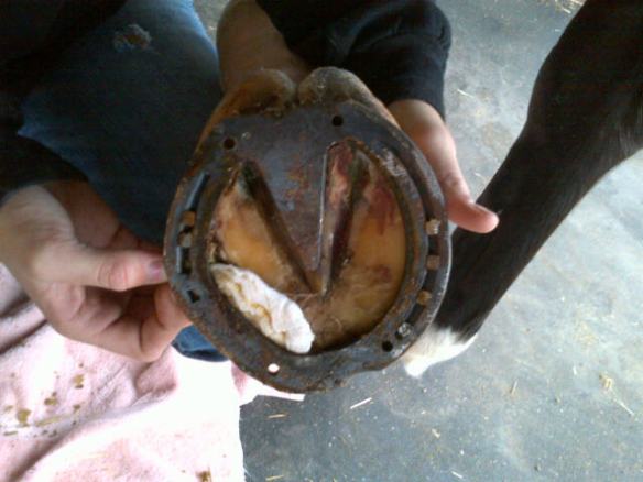 Shows how much of the hoof was cut out