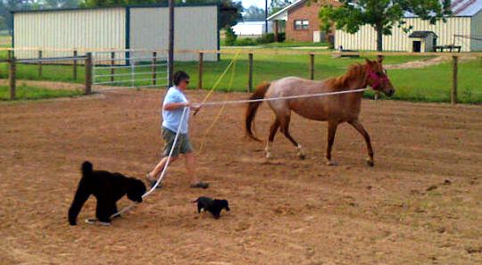 Lungeing the new Pixie pony helped out by my team of Kona (holding the rope for me) and little Lula.