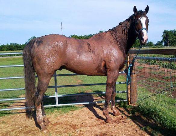 It was like drywall mud, so thickly plastered on the big horse, I scrapped it off first before the hose would even permate the mud coating.