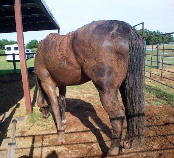 Note the blood seeping through the mud, but I let him coat himself a few more times before I stopped his fun mud time!
