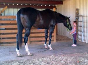 Giant Bruno being confidently handled by five year-old Jordyn