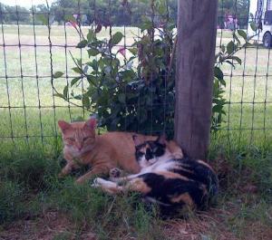 Jp and Alice-run out of their cool tack room by Control Cat-lounge around in the cool dirt.