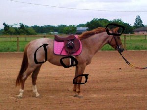 Pixie's areas of pain.