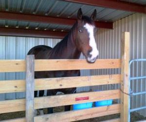 Bruno giving us a sly look after he is safely back in his stall.