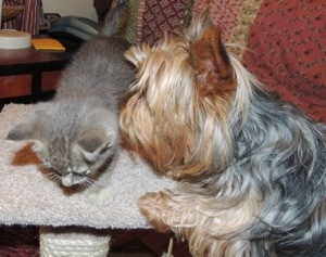 PuppyGirl with the kitten in October.