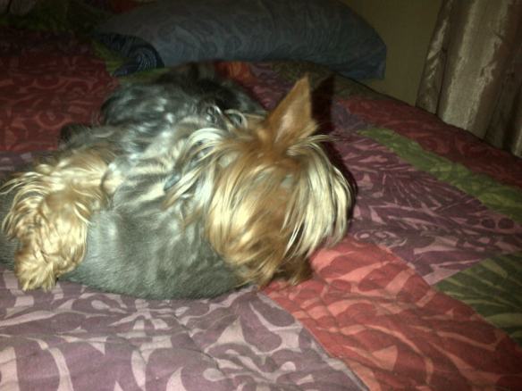 Can you tell where dog ends and kitten begins?