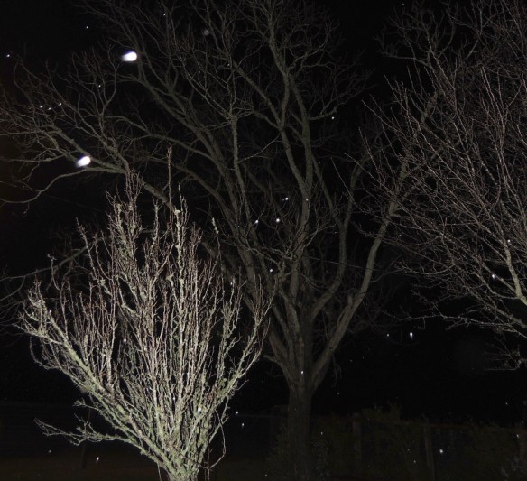 My frozen trees twinkling in the early morning darkness.