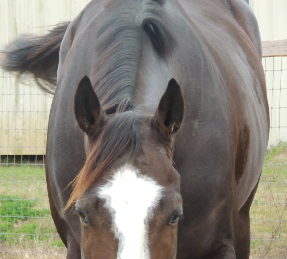 Bruno looking me in the eye.