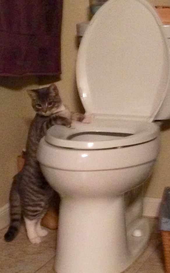Levi wants to use the toilet like people!