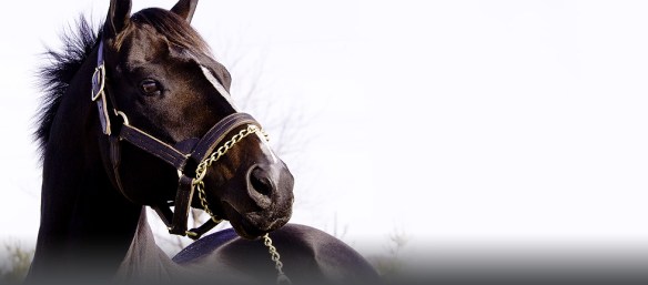 Jump Start looking brillant and attractive for the camera.