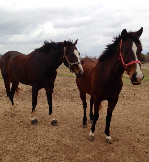 Bruno saying (as he nudges him along) be my new friend pleassse!