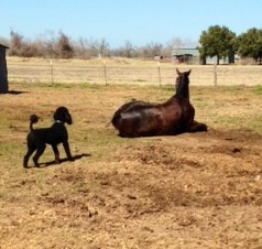Bru going down for a roll on the soft ground while the poo looks on!