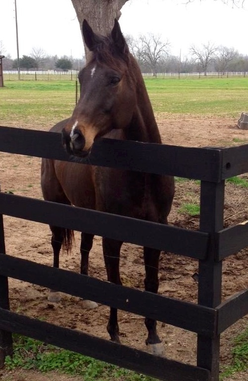 Handsome Joey, hanging out waiting for something to do.