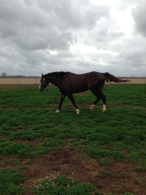 Sometimes all a guy needs is a field of clover.