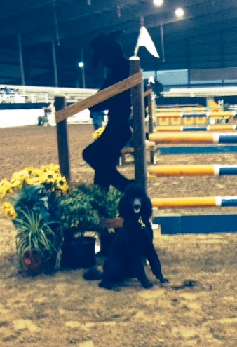 Kona in front of the jump at this weekend's show.