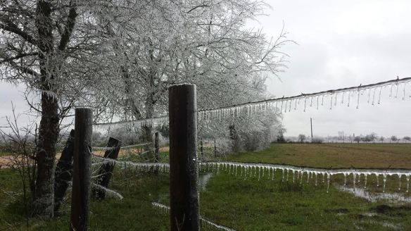 Green grass and ice on the wire. Photo couresty of Mike King.