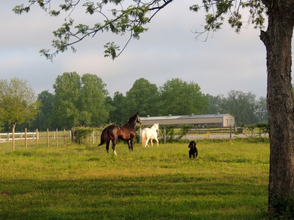 Bruno, Snow and Kona making their way to the pasture for the first time.