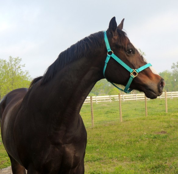Bruno getting the lay of the new land.