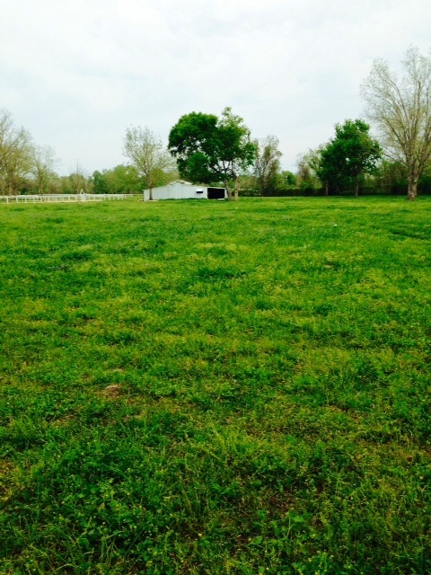 The green carpet of pasture surrounding our old "new" barn.