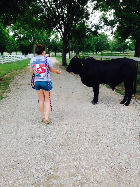 Lauren about to rope the bull with her superior roping skills.