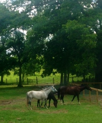 Back in a soggy but green pasture.