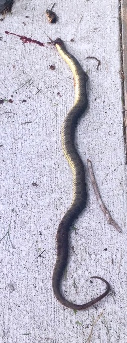 A shovel to the head ended this snake's life. 