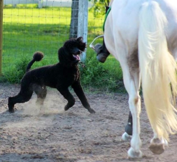 Kona escaping to the arena and giving Mia a little scare. Bad Kona.