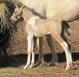 Special Occasion GES, just a few days old here.